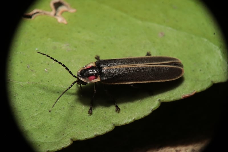 Fireflies
