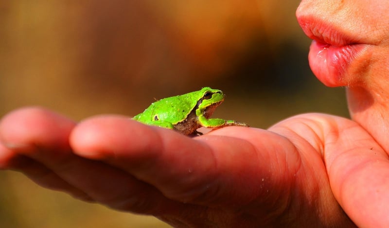 Frog Prince Fairy-tale Portrait
